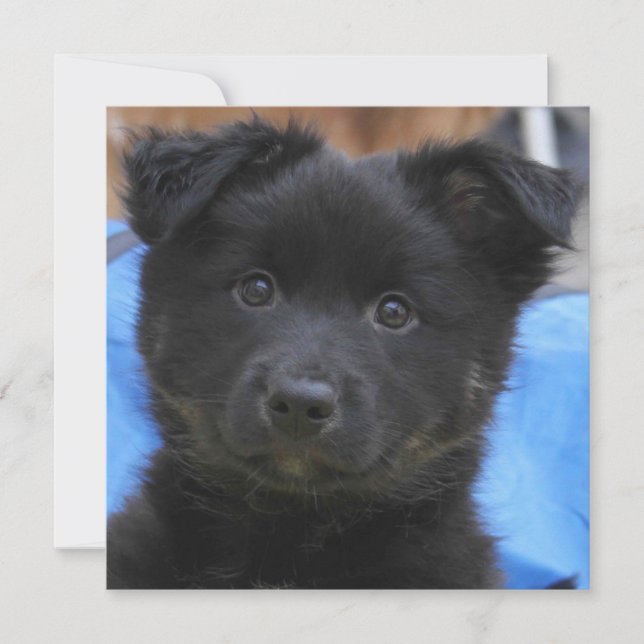 Sheepdog Islandês 2014-0805 (Frente)