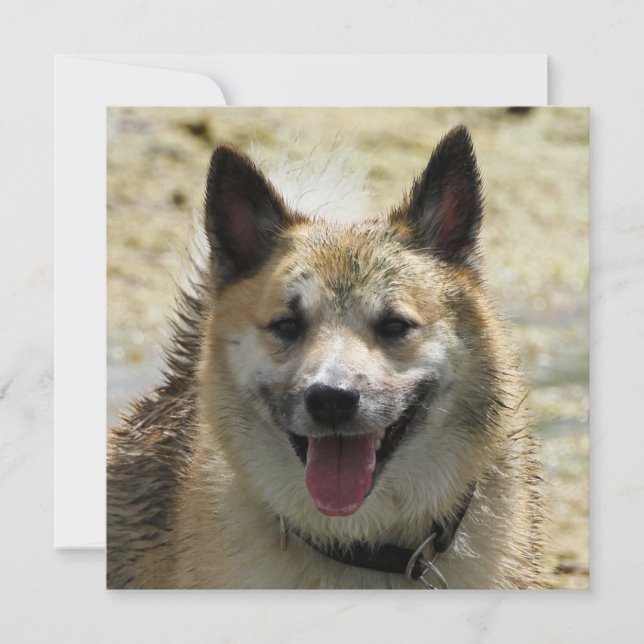 Sheepdog Islandês 2014-0807 (Frente)