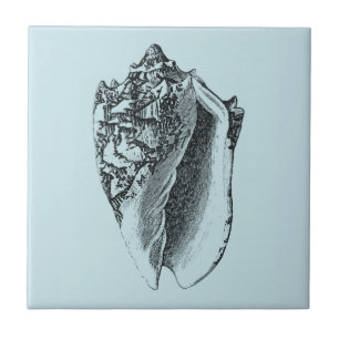 Shell Aqua Conch