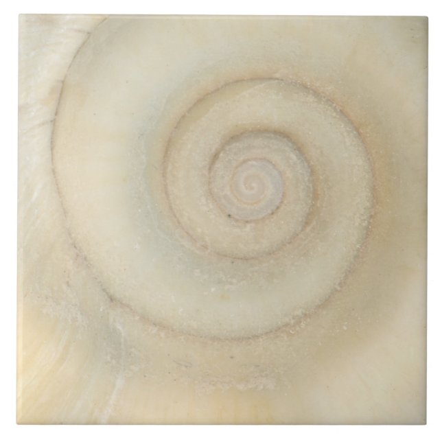 Shell - Conchologia - Espiral Branco (Frente)