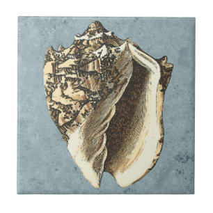 Shell de Conch com Lavagem