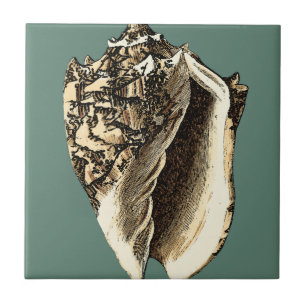 Shell de Conch Teal