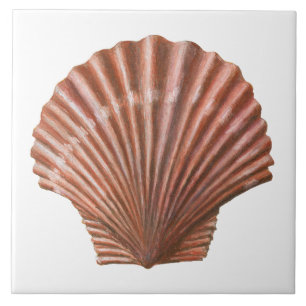 Shell de expansão