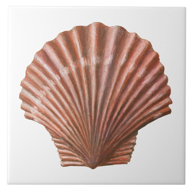 Shell Scallop (Frente)