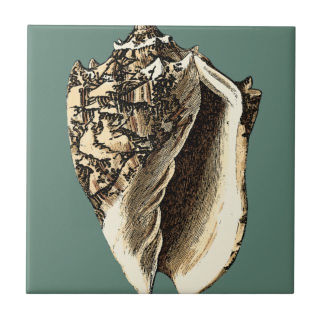 Shell Teal Conch (Frente)