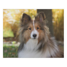 Sheltie Canvas