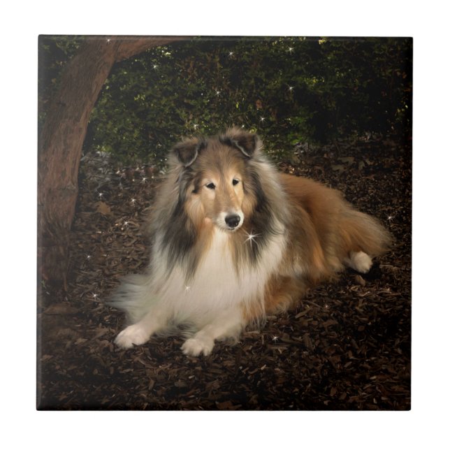 Sheltie Magic Azulejo (Frente)