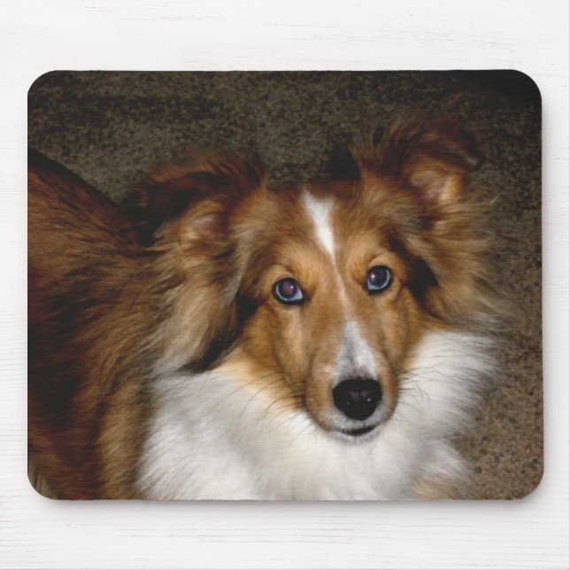 ~ Sheltie Mousepad do Sheepdog de Shetland (Frente)