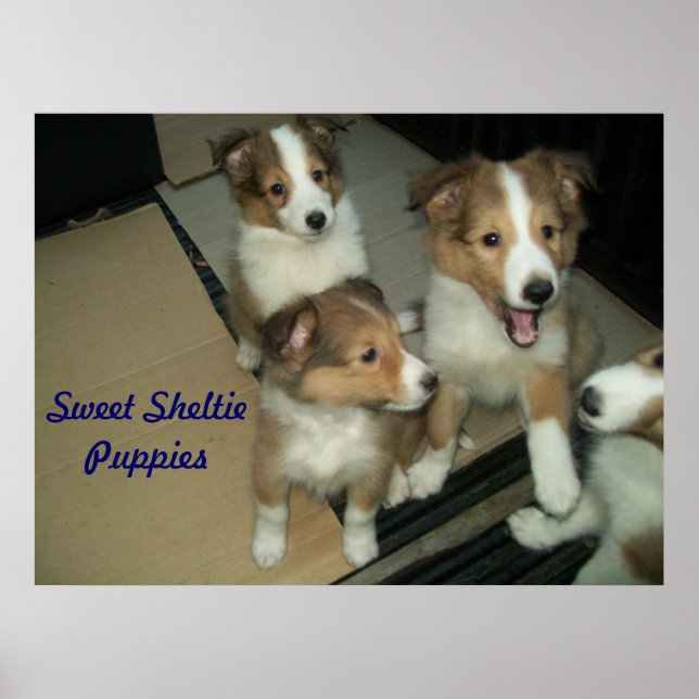 Sheltie Puppies Poster (Frente)