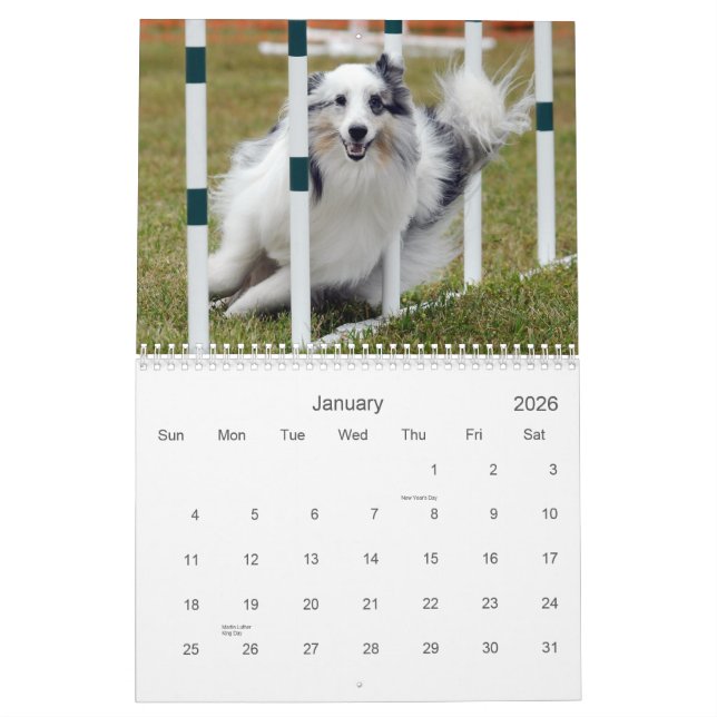 Shelties & tece o calendário da agilidade (Jan 2026)