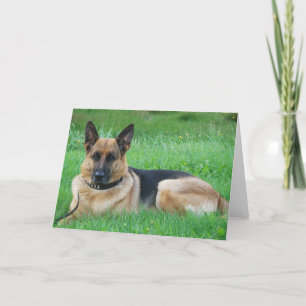 Sheperd Alemão - Cartão de Saudação Cão