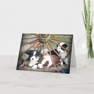 Shepherd Australiano Puppies 2 Cartão de Saudação