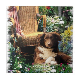 Shepherd Dog Art Australiano