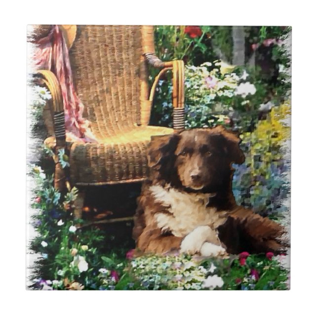 Shepherd Dog Art Australiano (Frente)
