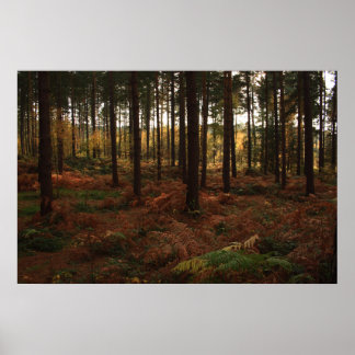 Sherwood Forest Impressão