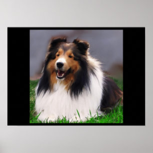Shetland Sheepdog Art Impressão