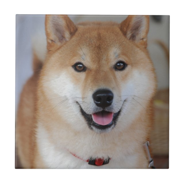 Shiba_inu (Frente)