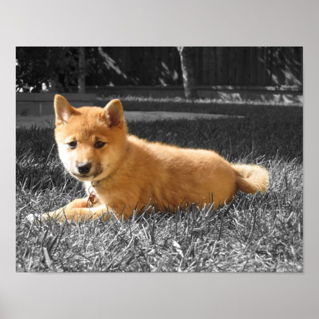 Shiba Inu Poster (Frente)