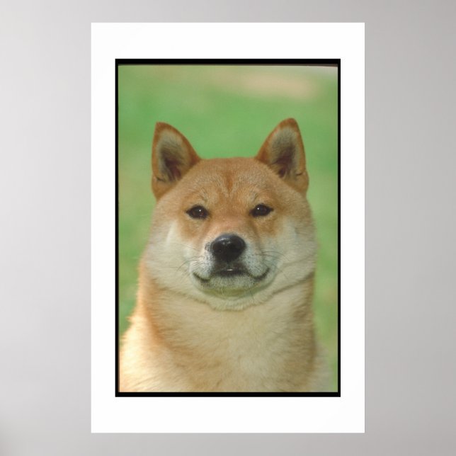 Shiba Inu Poster (Frente)
