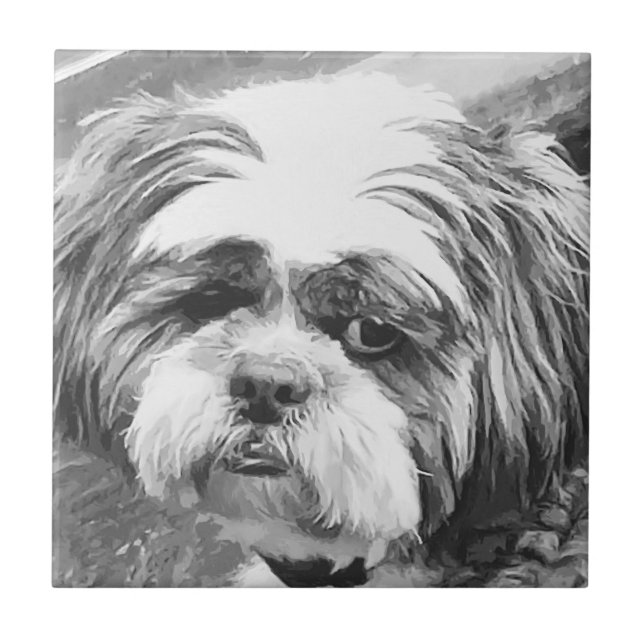SHIH TZU DOG (Frente)