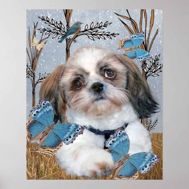 Shih Tzu e Butterflies Impressão (Frente)
