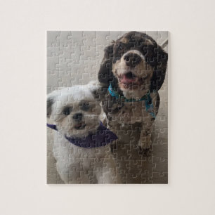 Shih Tzu e quebra-cabeça do cão de cocker spanie