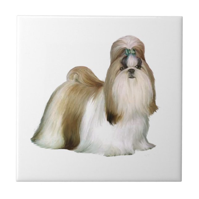 Shih Tzu (Padrão de exposição) (Frente)