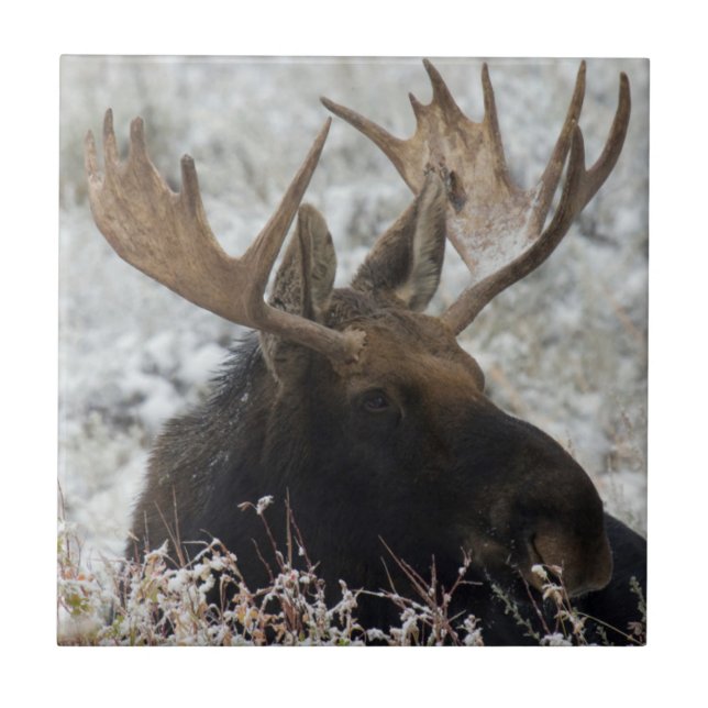 Shiras Bull Moose (Frente)