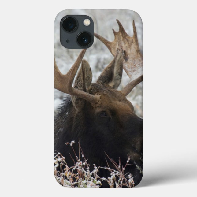 Shiras Bull Moose (Verso)