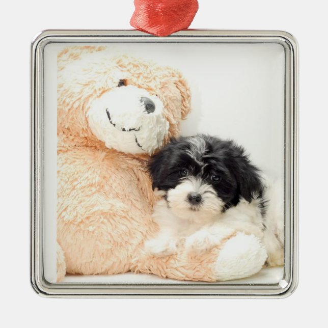 *** SHITZU E TEDDYBEAR** ORNAMENTO (Frente)