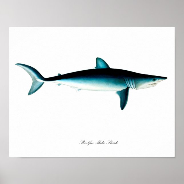 Shortfin Mako Shark Poster Art Impressão nº 4 (Frente)