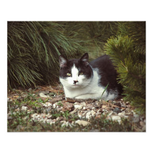 Shorthair Cat - Foto