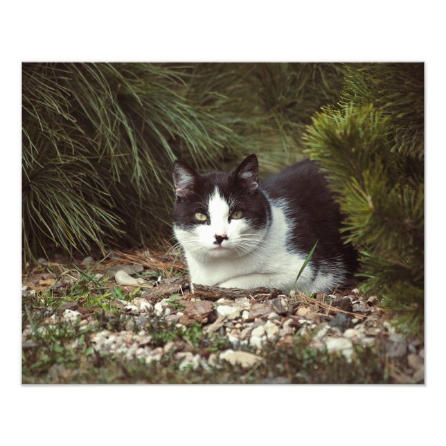 Shorthair Cat - Foto (Frente)