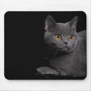 Shorthair Mousepad Britânico