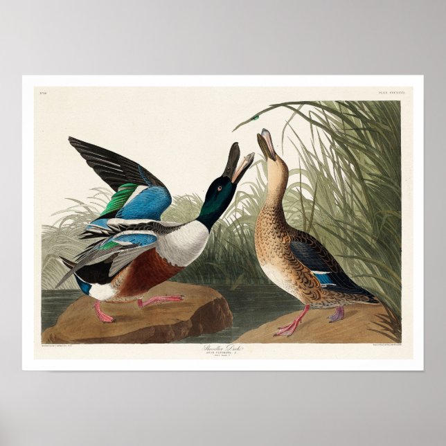 Shoveller Duck pela Poster Audubon (Frente)