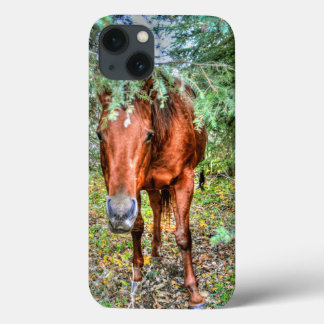 Shy Sorrel Mare & Trees Foto Equina do amante de c
