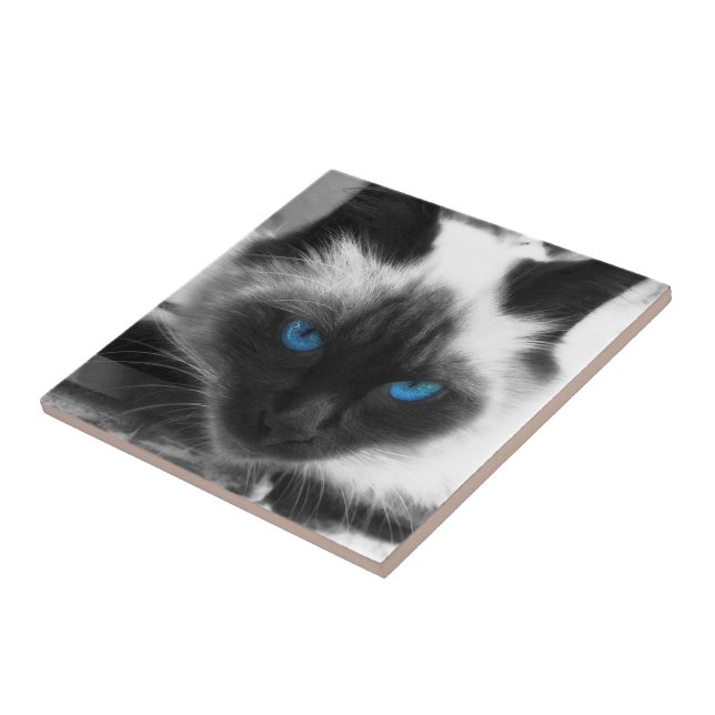 Siamese Cat (Lateral)