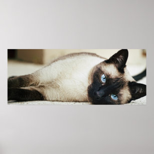 Siamese Cat Poster
