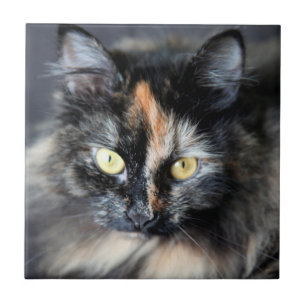 Siberian Cat