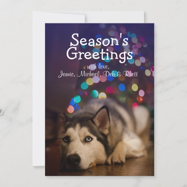 Siberian Husky jogando seu brinquedo favorito (Frente)