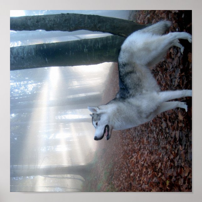 Siberian Husky - Poster (Frente)