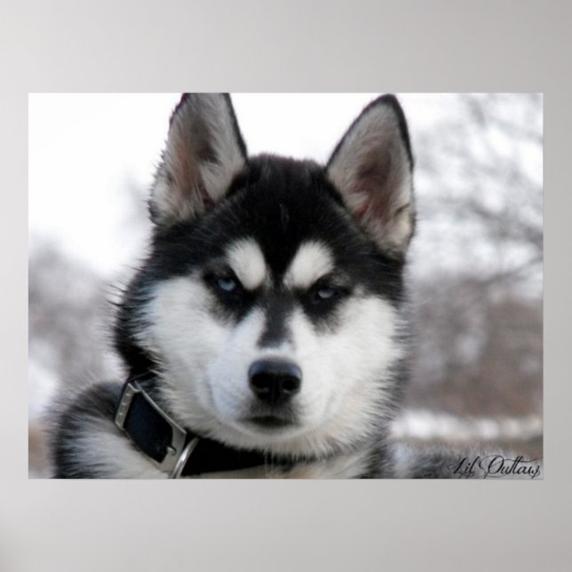 Siberian Husky Puppy poster (Frente)