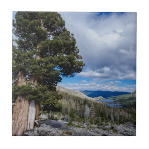 Sierra Juniper e Árvores Sempre Verdes 2