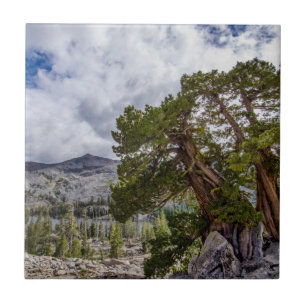 Sierra Juniper e Evergreen Trees