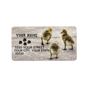 Siga as etiquetas de endereço dos patos