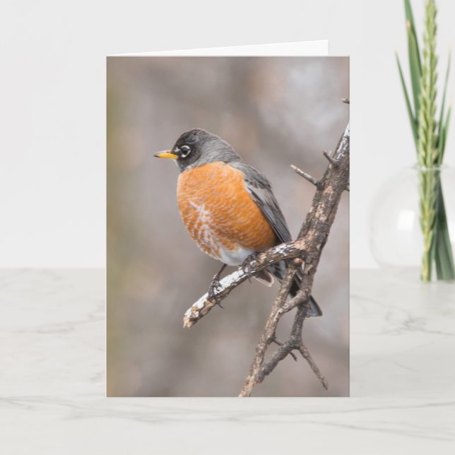 Silencioso maravilha vazio saudando cartão Robin (Frente)