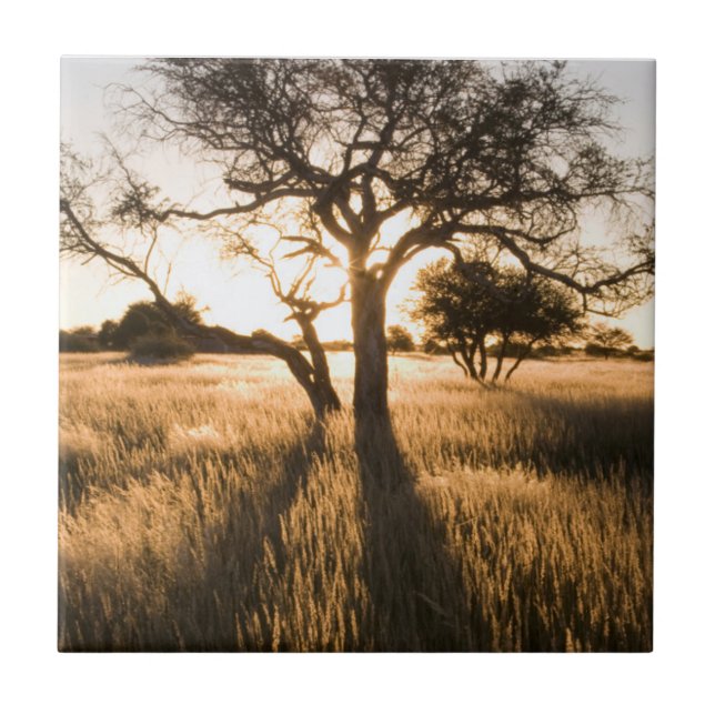 Silhueta De Acácia Em Grama. Mariental (Frente)