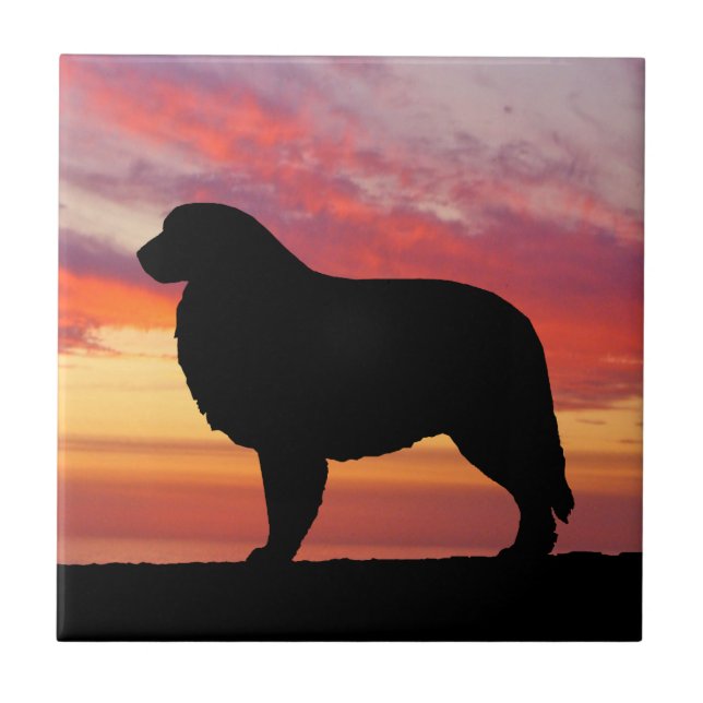 Silhueta do por do sol do caqui de grandes (Frente)