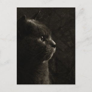 Silhueta felina - Cartão postal