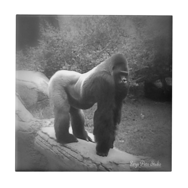 Silveback Gorilla (Frente)